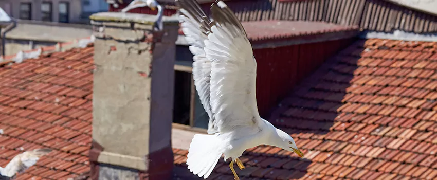 Residential Chimney Animal Removal Solution in Middleburg Heights, OH