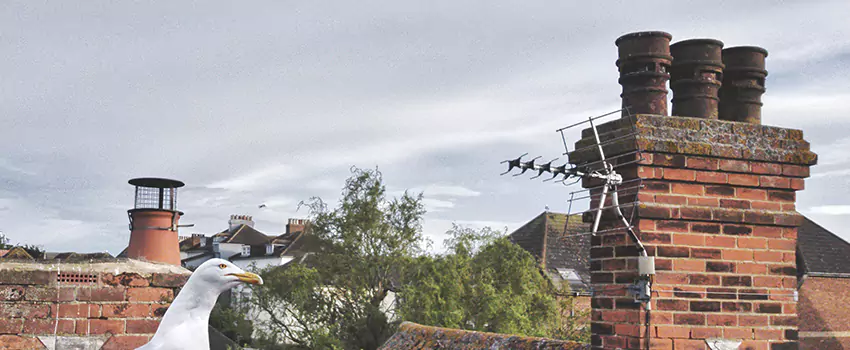 Chimney Cleaning And Restoration in Middleburg Heights, Ohio